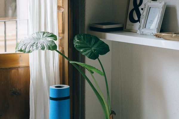 Yoga mat rolled out in a cozy room next to a window.